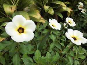 3-9バリ島　白く大きな花